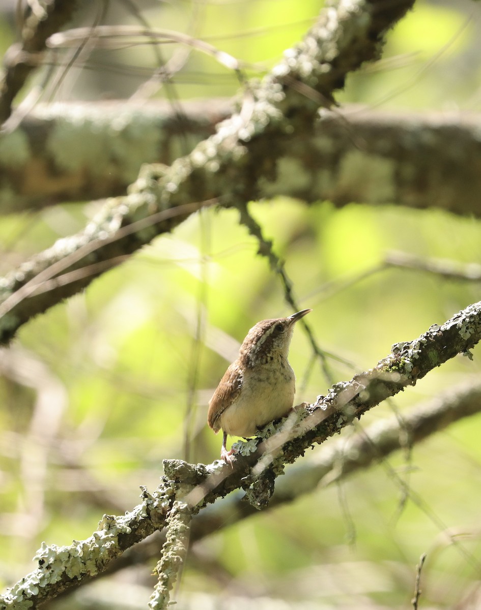 Carolina Wren - ML638549678