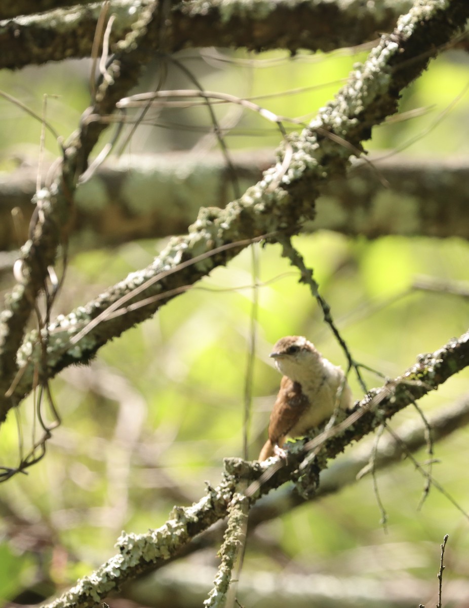 Carolina Wren - ML638549679