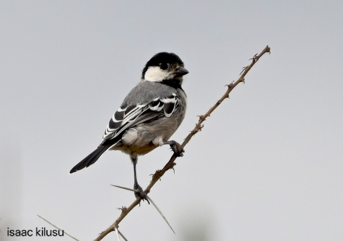 Somali Tit - ML638549681