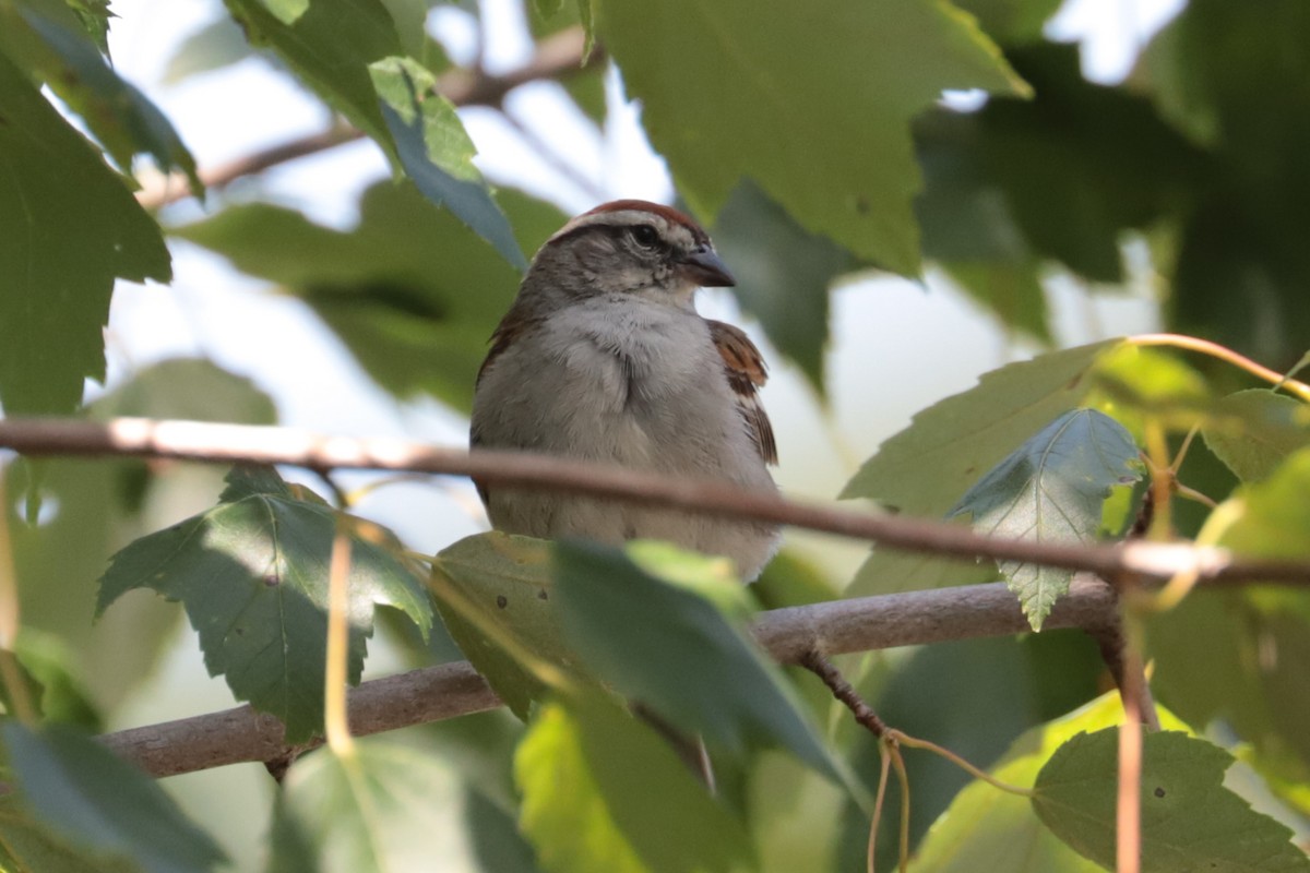 Chipping Sparrow - ML638549703