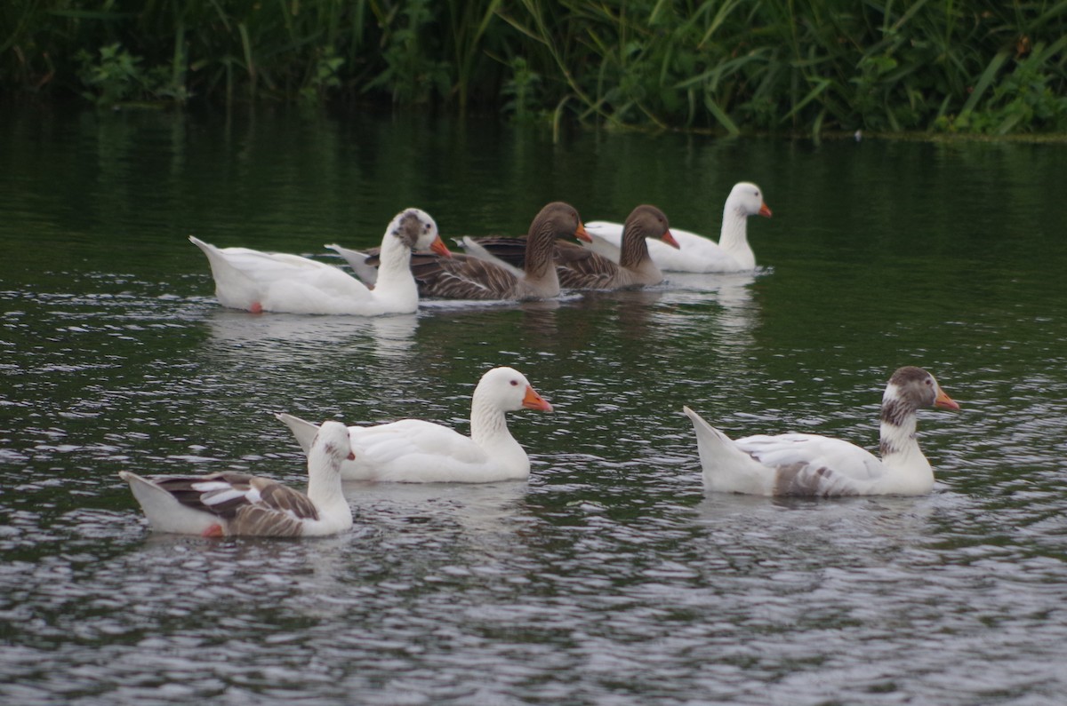 Graylag Goose - ML638549724
