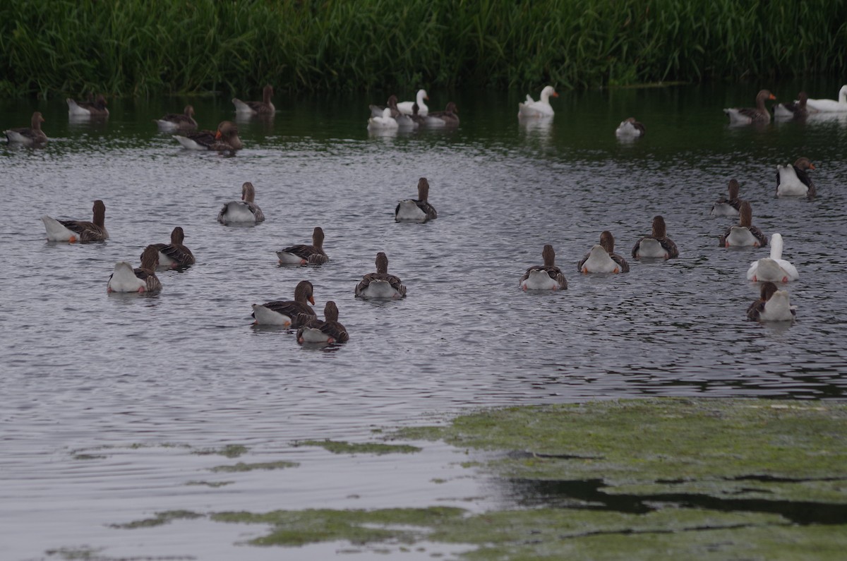 Graylag Goose - ML638549725