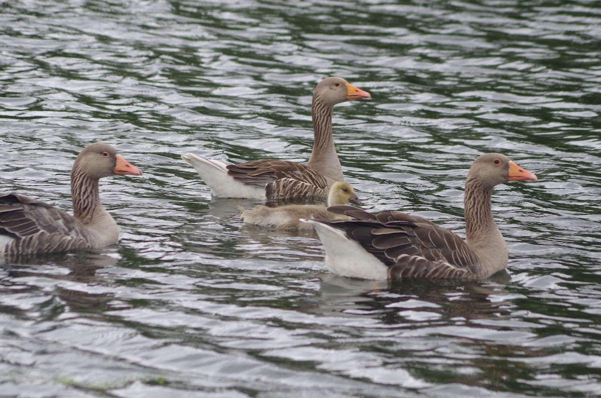 Graylag Goose - ML638549727
