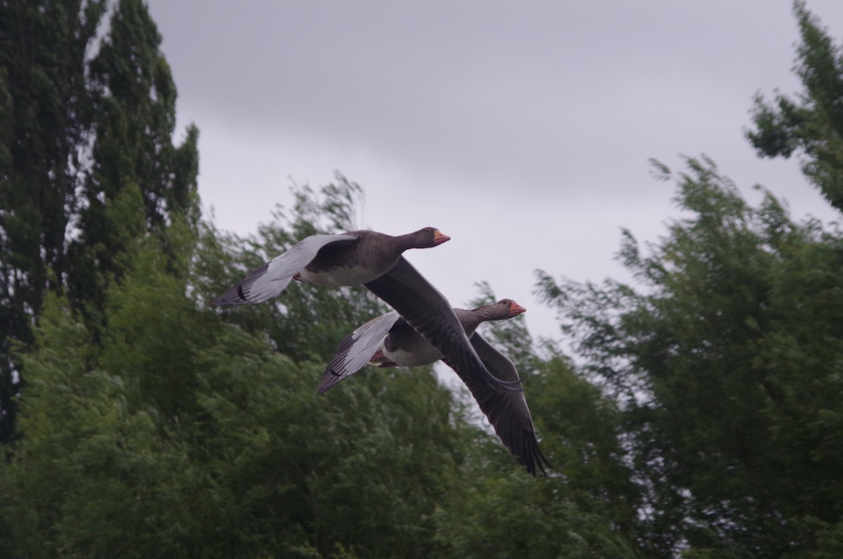 Graylag Goose - ML638549728