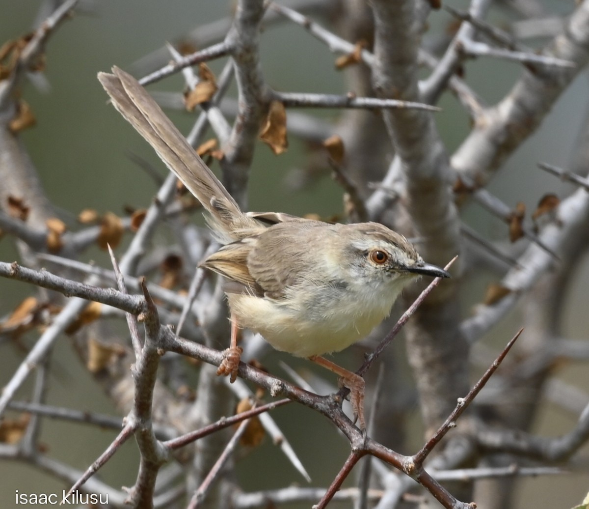 Prinia pâle - ML638549730