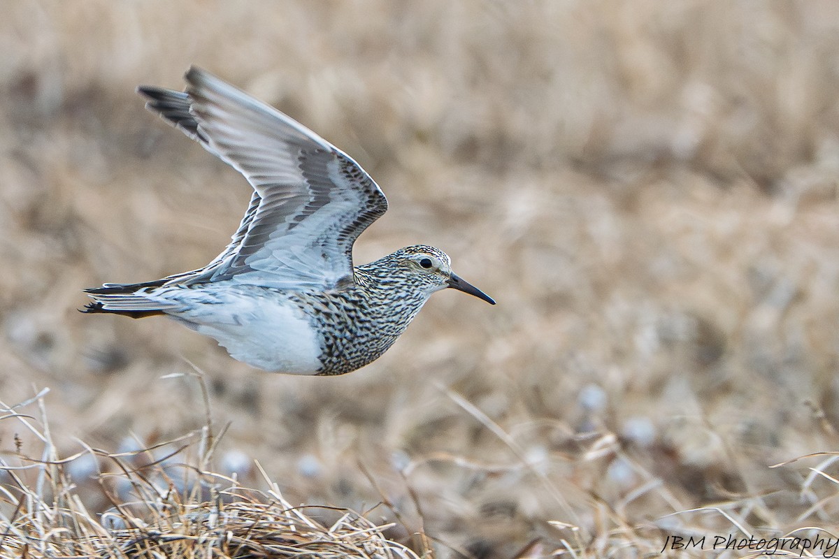 Pectoral Sandpiper - ML638549781