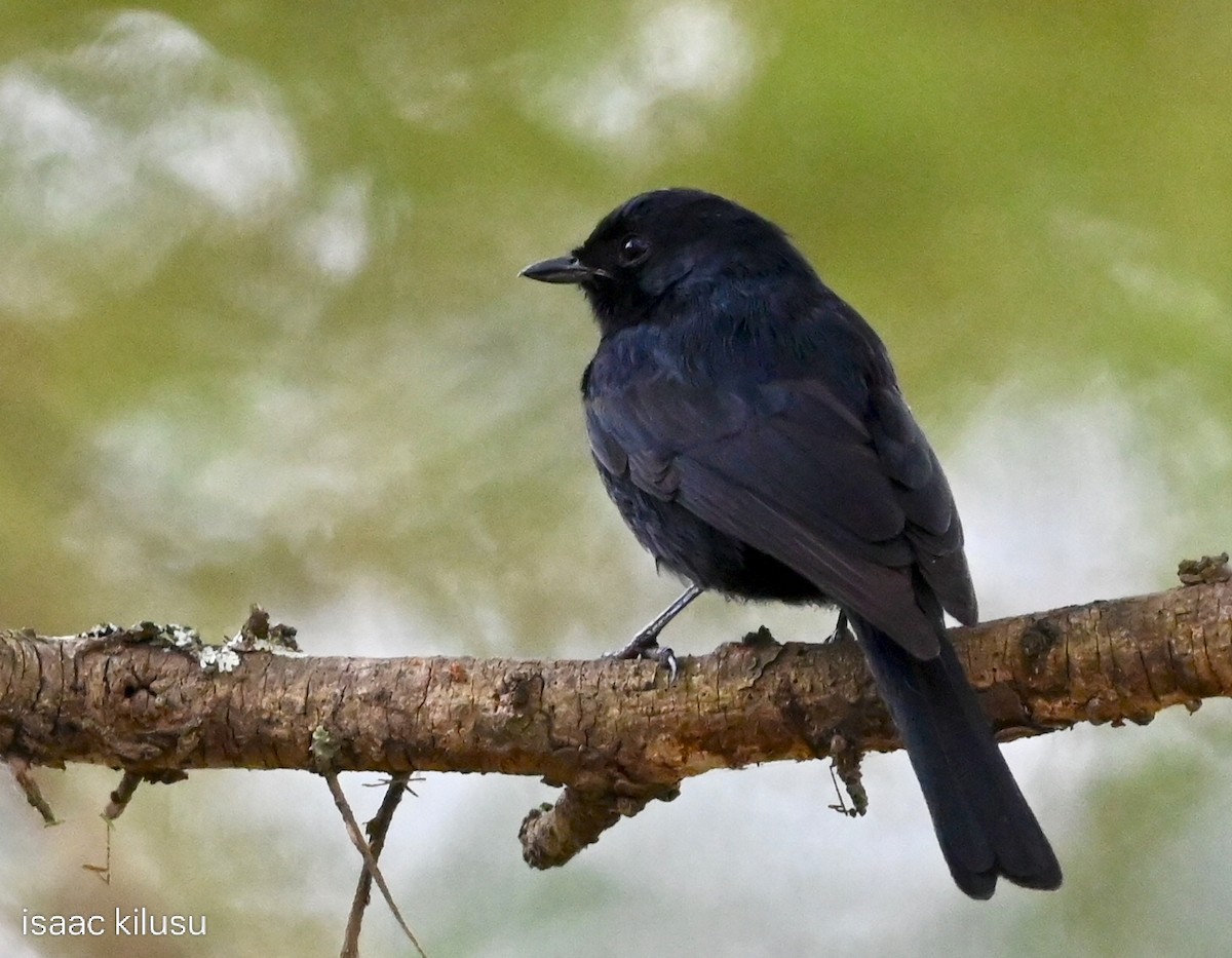 Southern Black-Flycatcher - ML638549807
