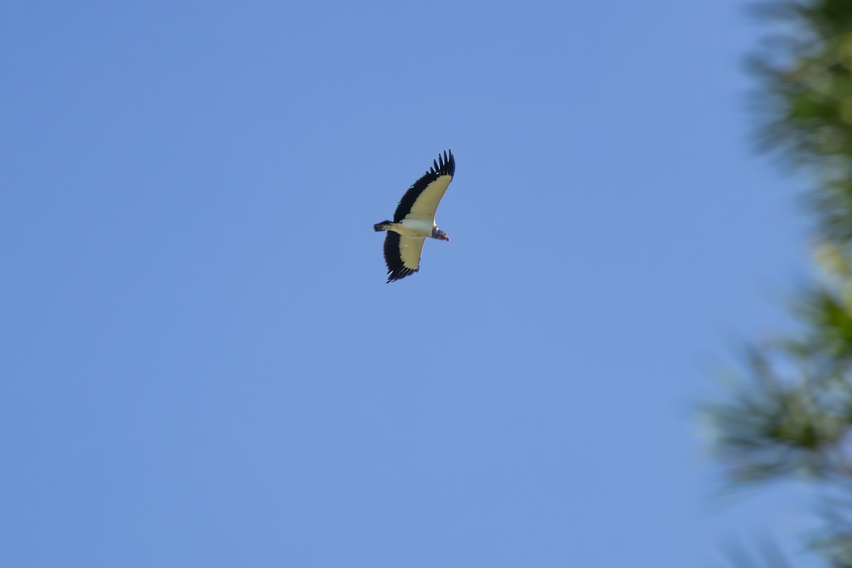 King Vulture - ML638549823