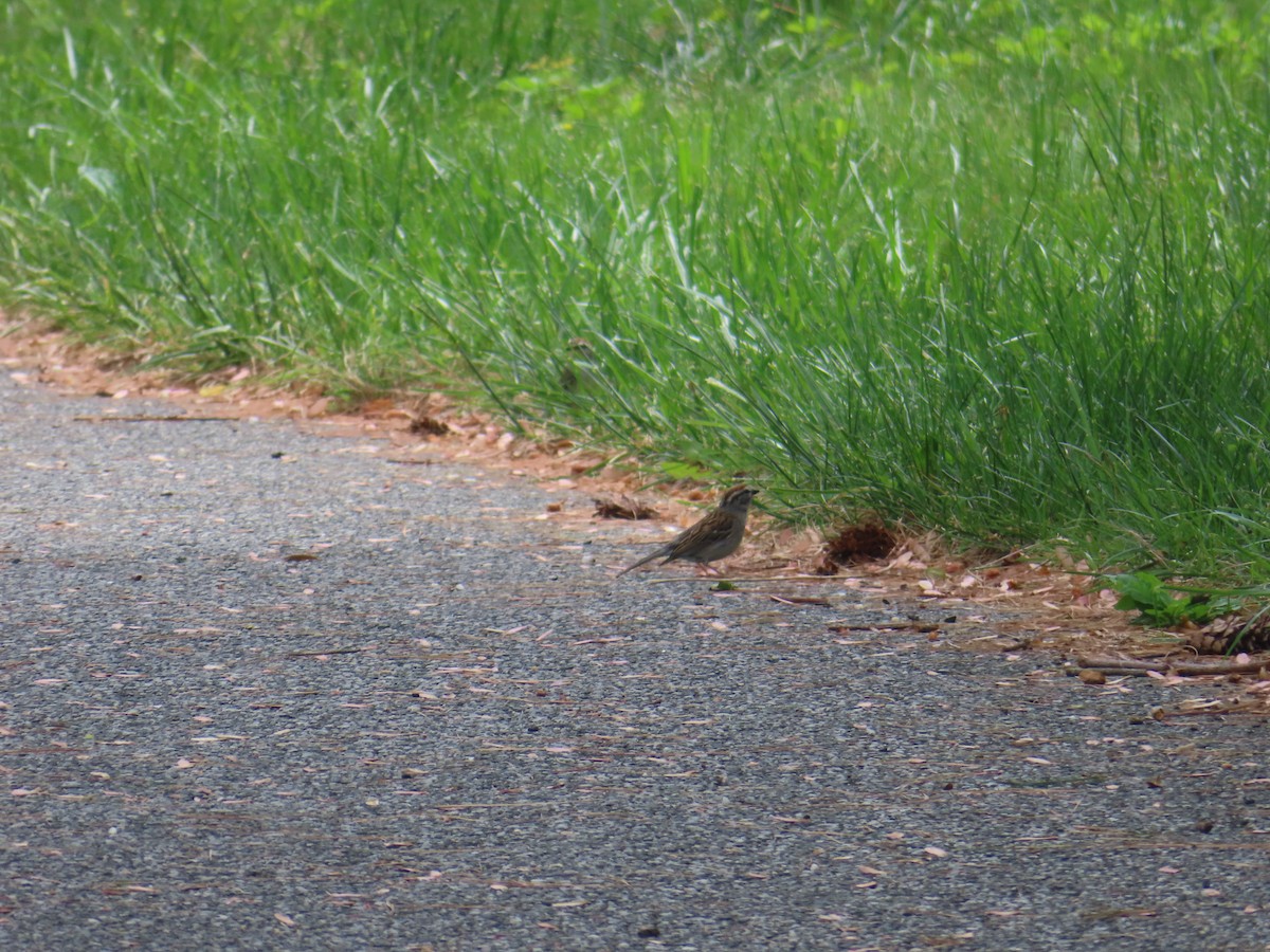 Chipping Sparrow - ML638549824