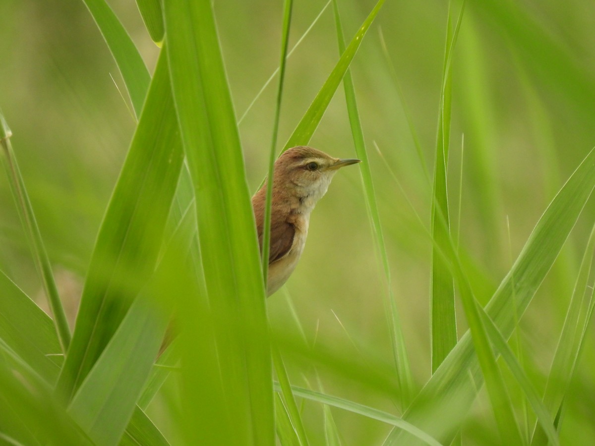 Paddyfield Warbler - ML638549825