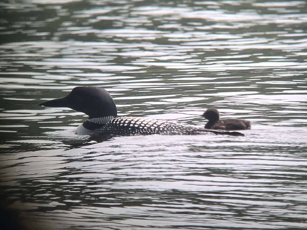 Common Loon - ML638549828