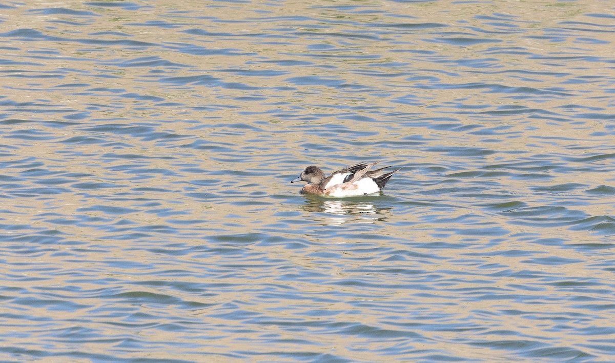 Canard d'Amérique - ML638549928