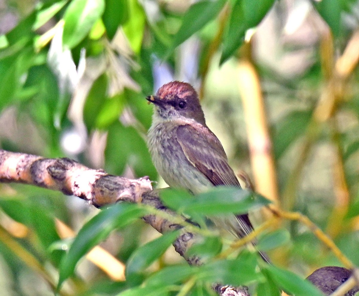 Mosquero Fibí - ML638549968