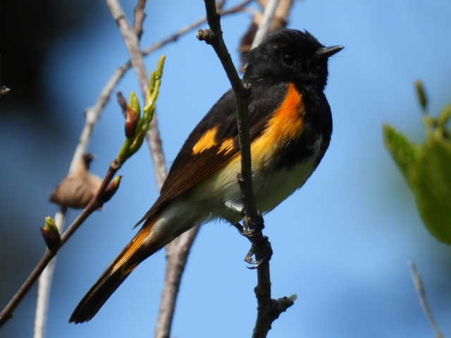 American Redstart - ML638549983