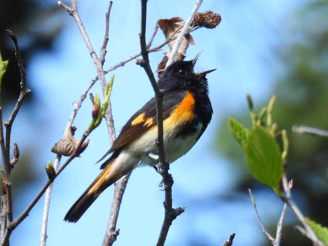 American Redstart - ML638549984