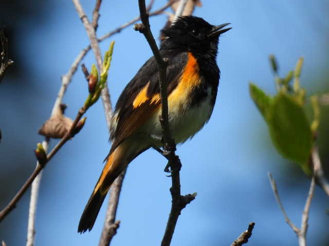 American Redstart - ML638549985