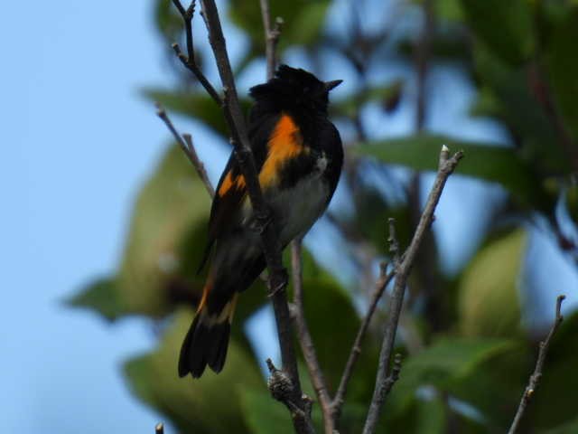 American Redstart - ML638549987