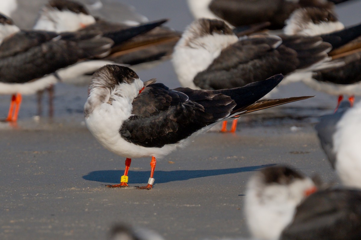 Black Skimmer - ML638549998