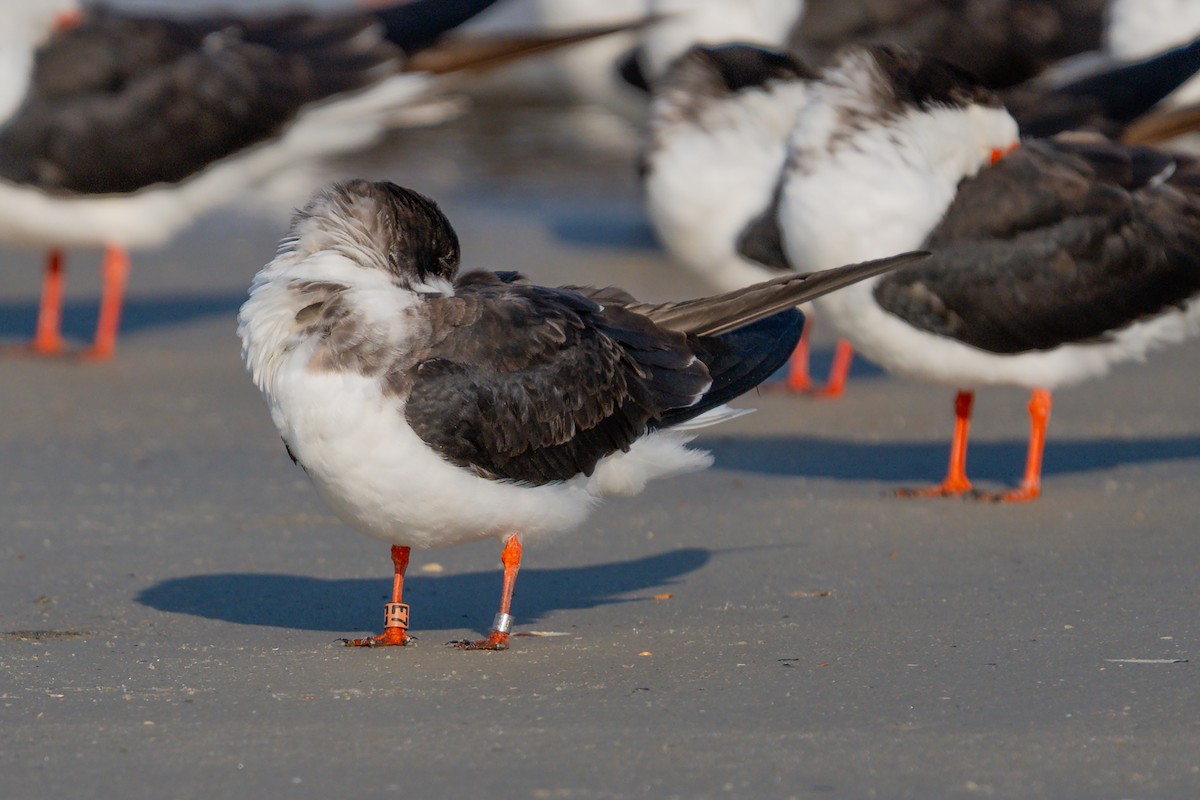 Black Skimmer - ML638549999