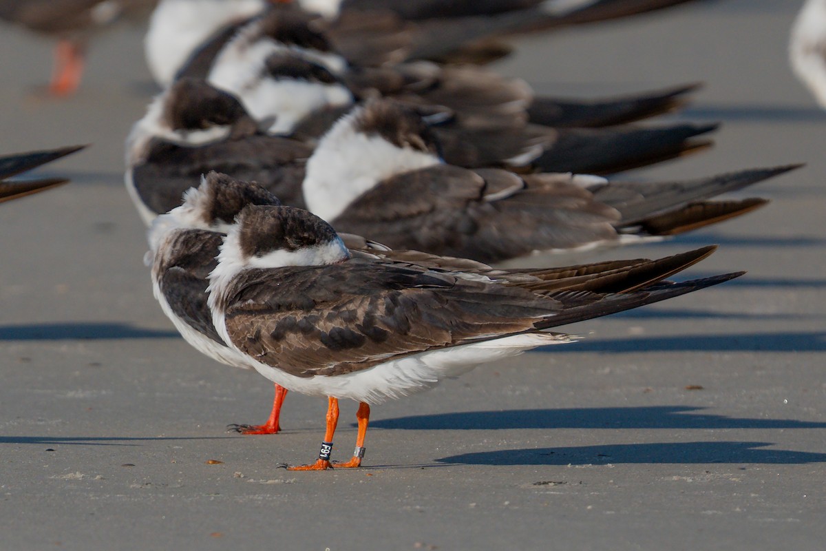 Black Skimmer - ML638550000