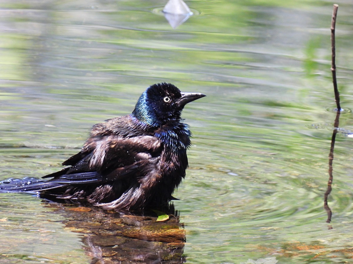 Common Grackle - ML638550031