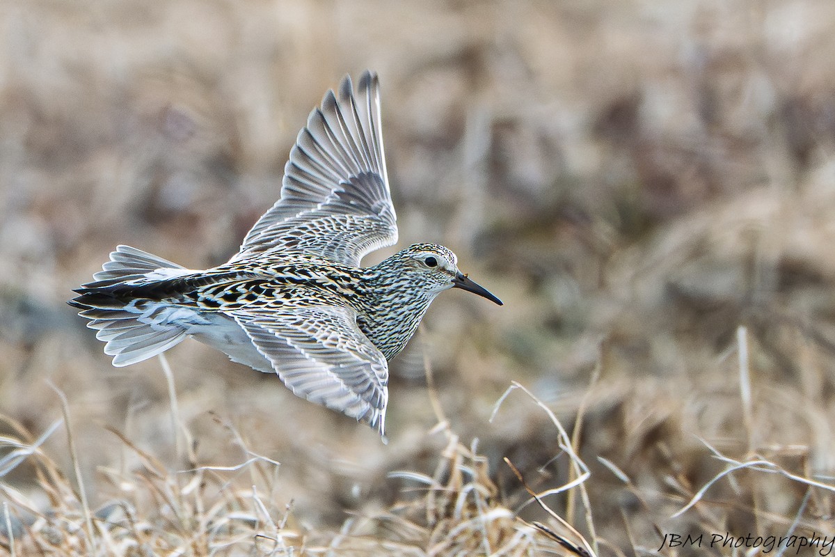 Pectoral Sandpiper - ML638550041