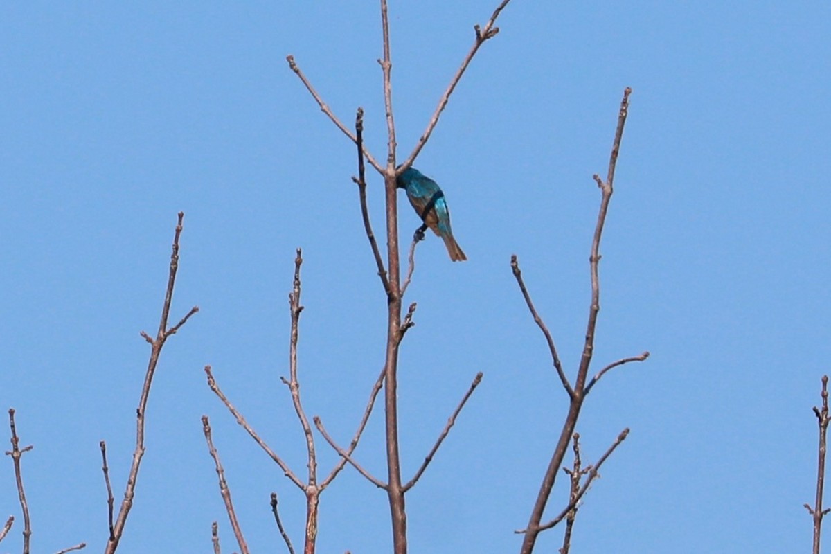 Indigo Bunting - ML638550070