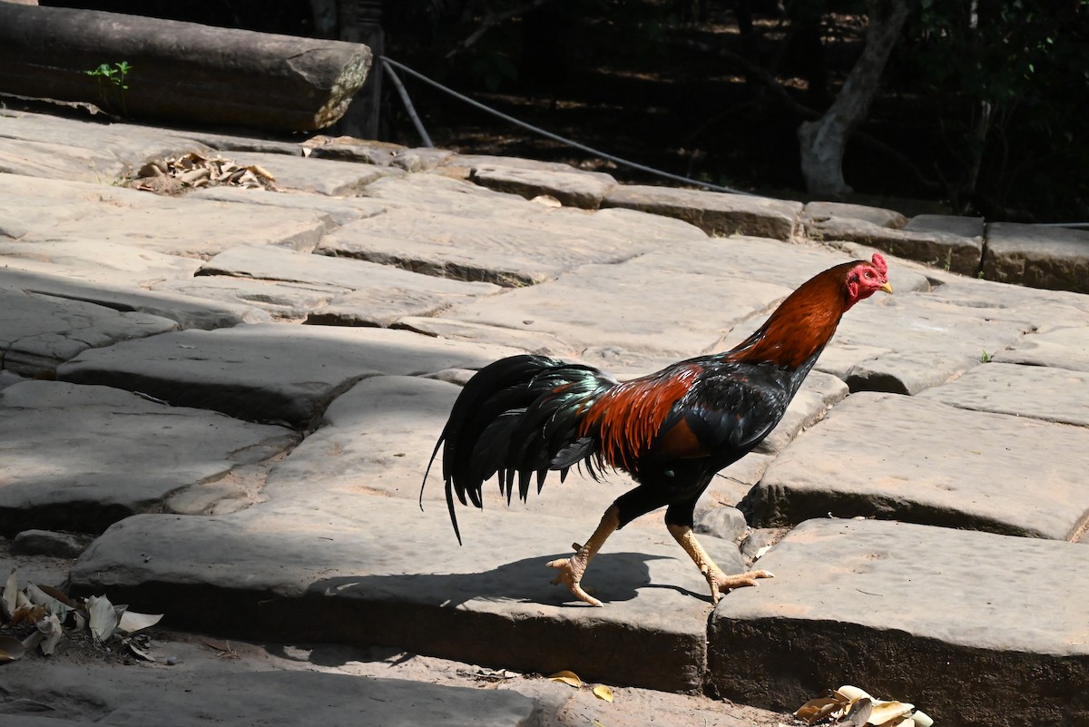 Coq bankiva - ML638550081