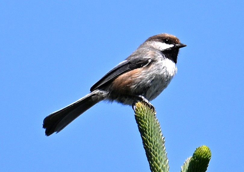 Boreal Chickadee - ML638550118