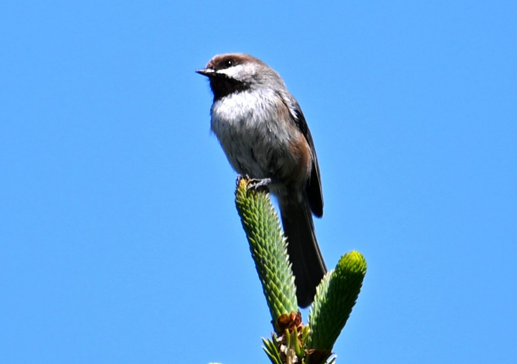 Boreal Chickadee - ML638550119