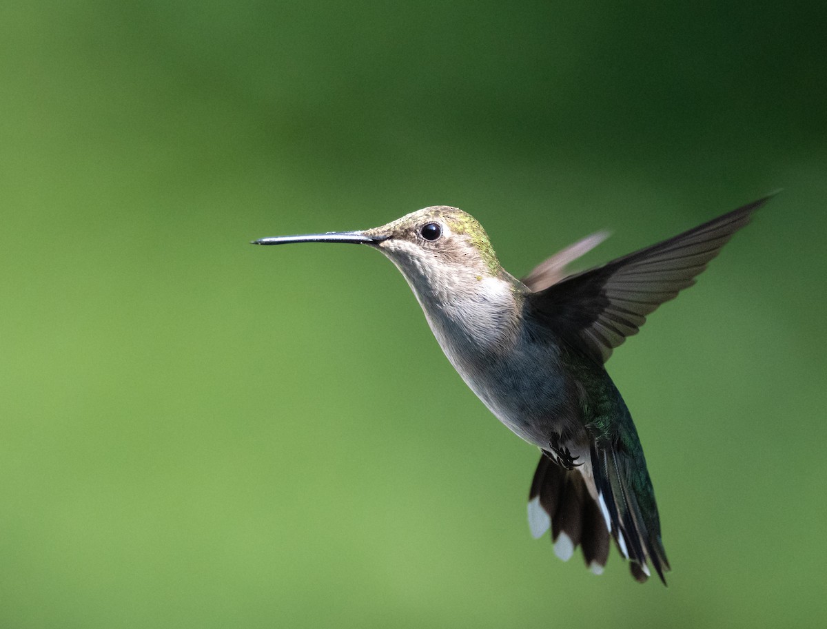 Ruby-throated Hummingbird - ML638550159