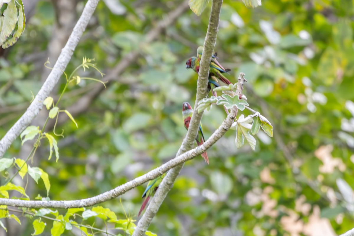 Pfrimer's Parakeet - ML638550216