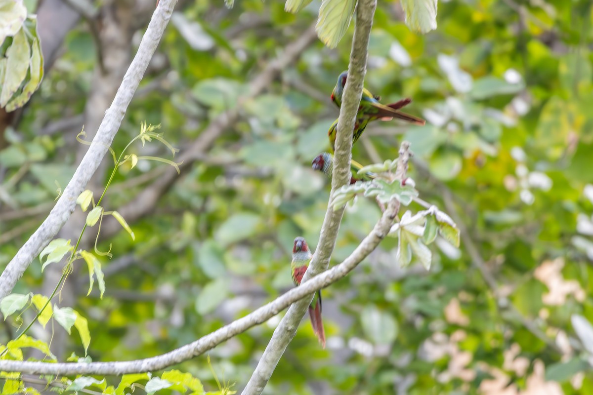 pyrura modrokápý - ML638550217