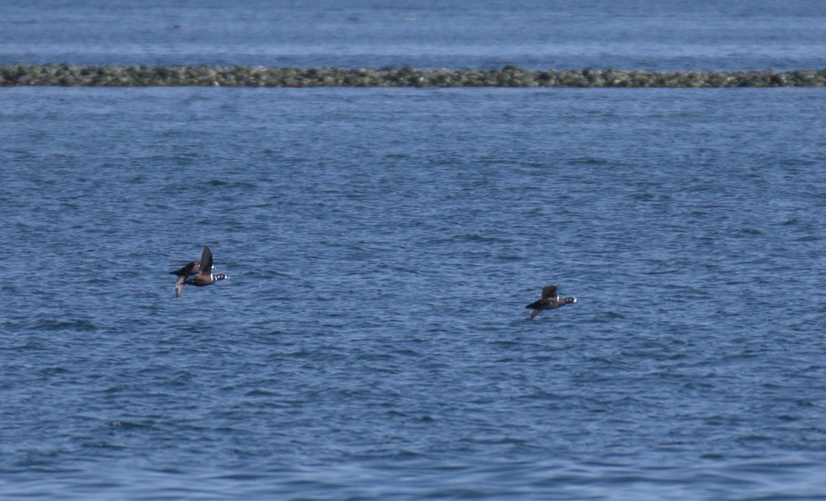Harlequin Duck - ML638550220
