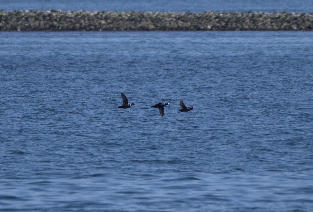 Harlequin Duck - ML638550221