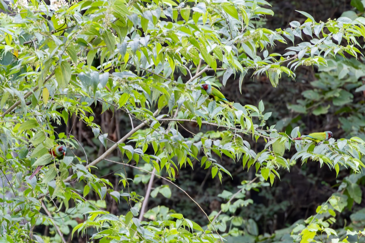 Pfrimer's Parakeet - ML638550223