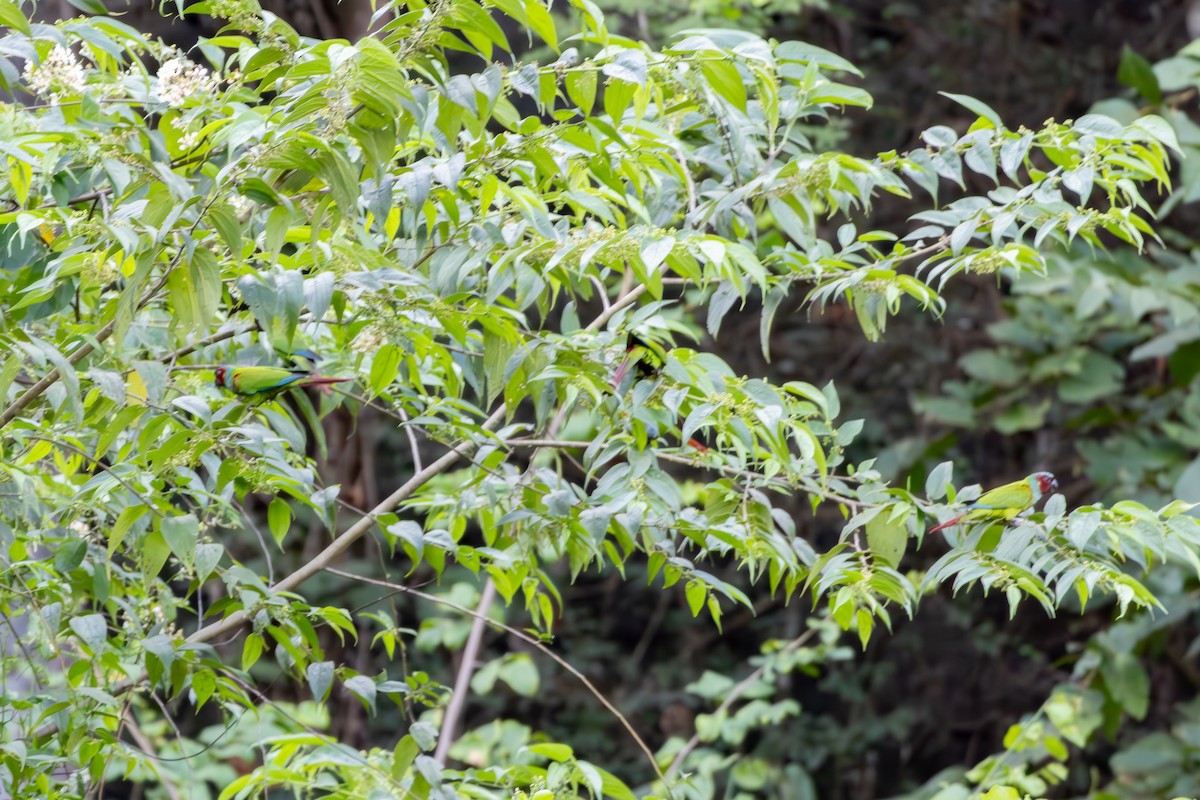 pyrura modrokápý - ML638550224