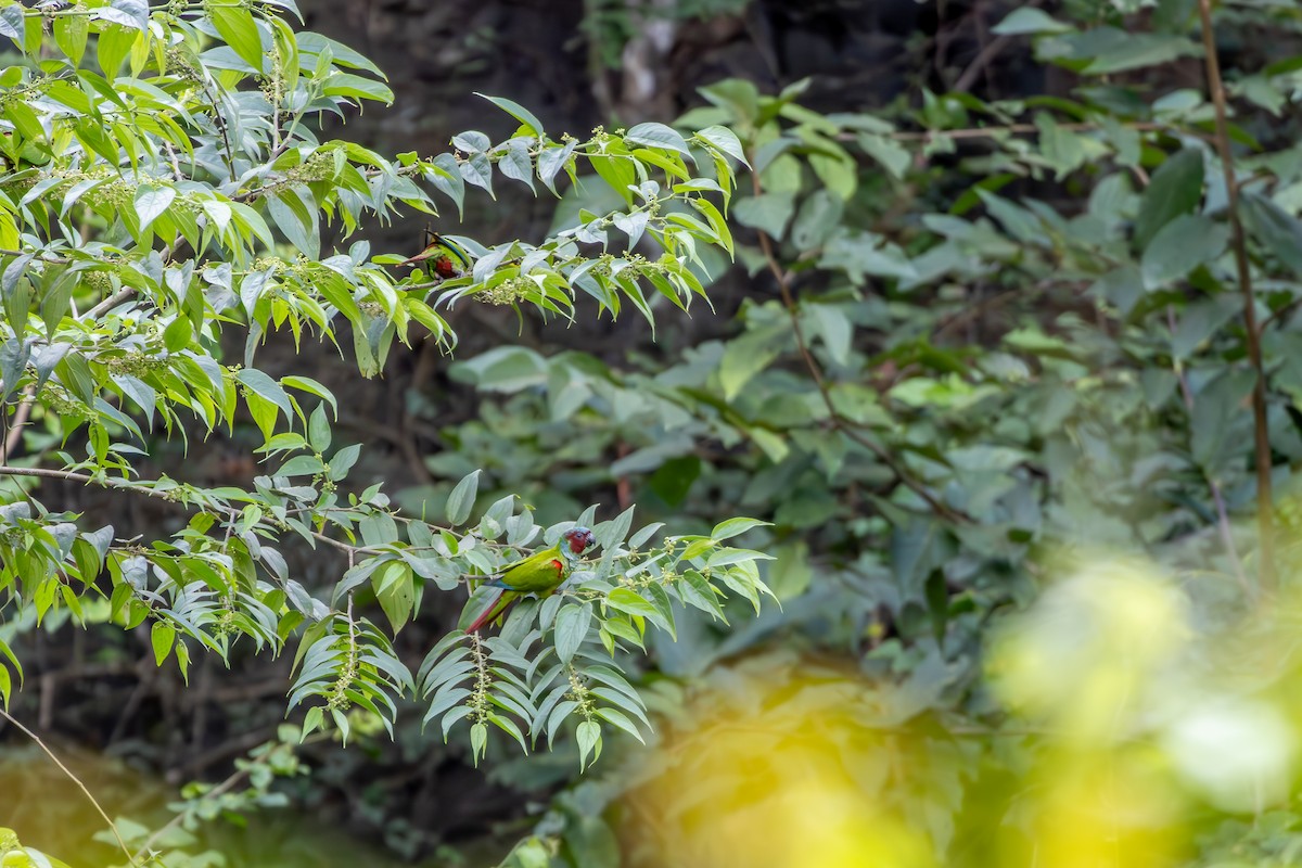 pyrura modrokápý - ML638550225