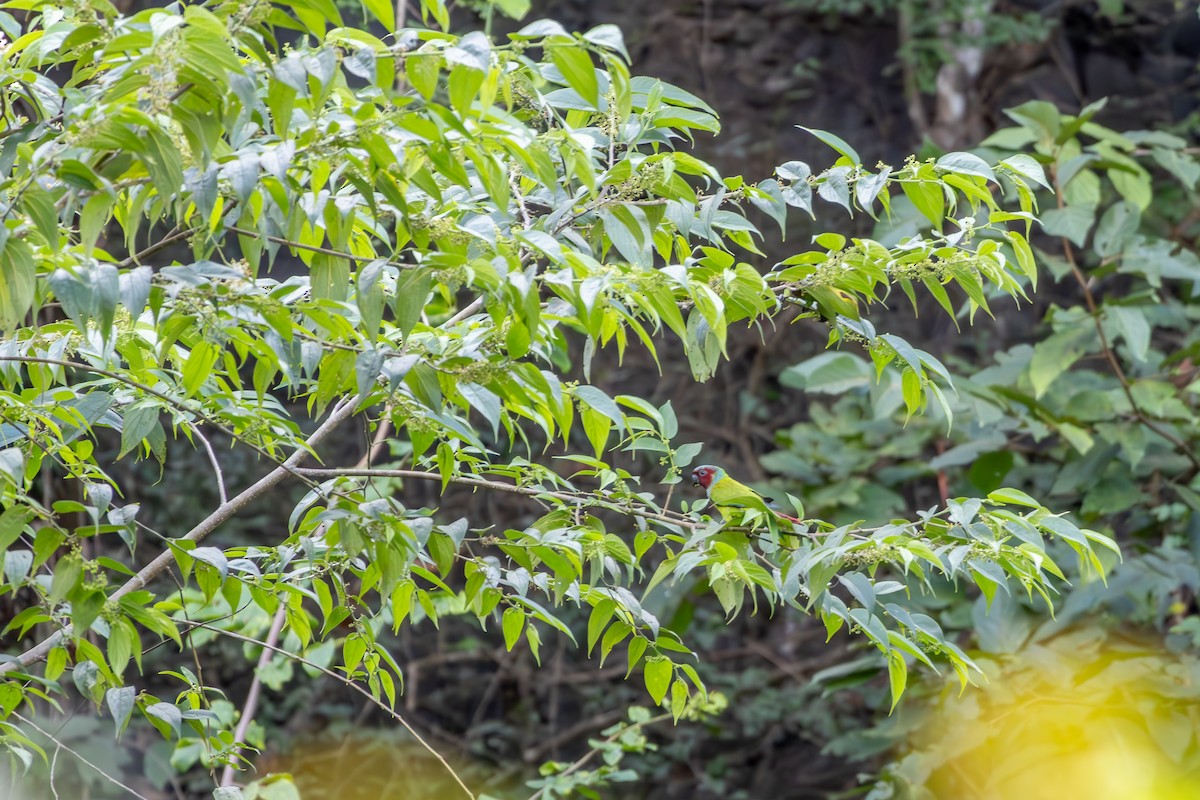 pyrura modrokápý - ML638550226