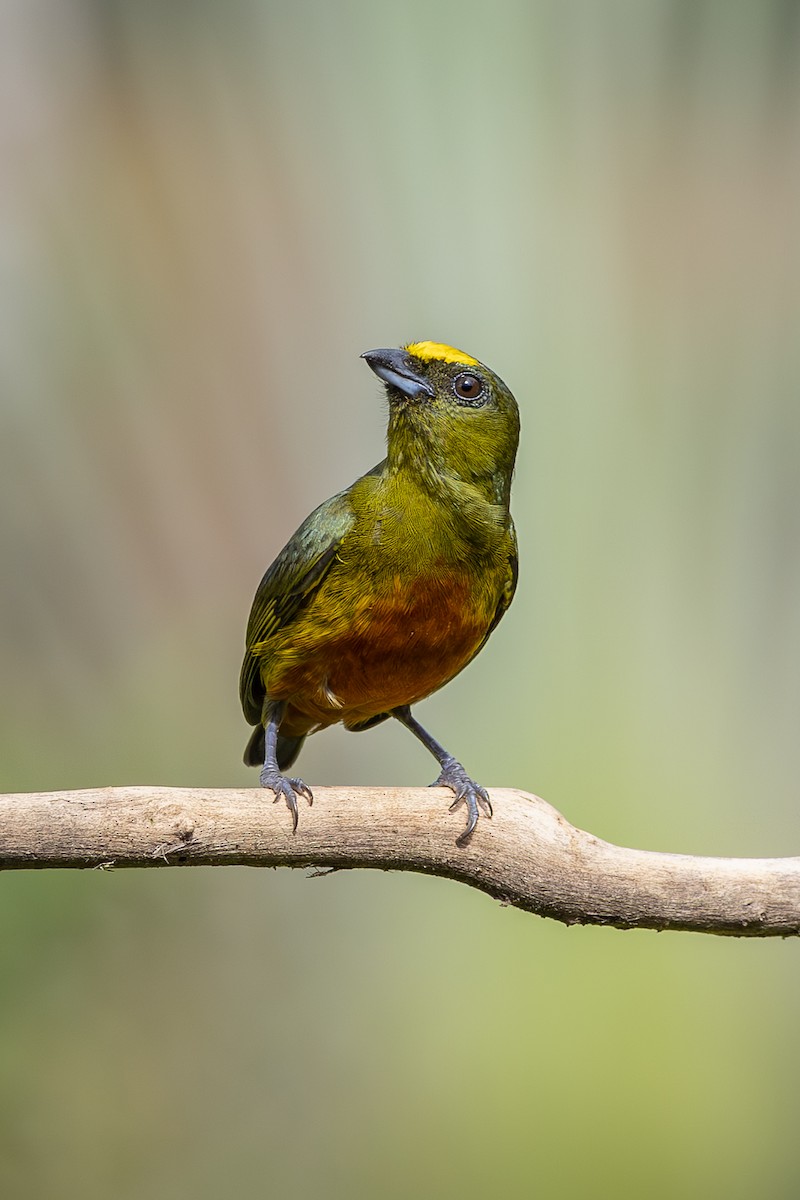 Olive-backed Euphonia - ML638550231