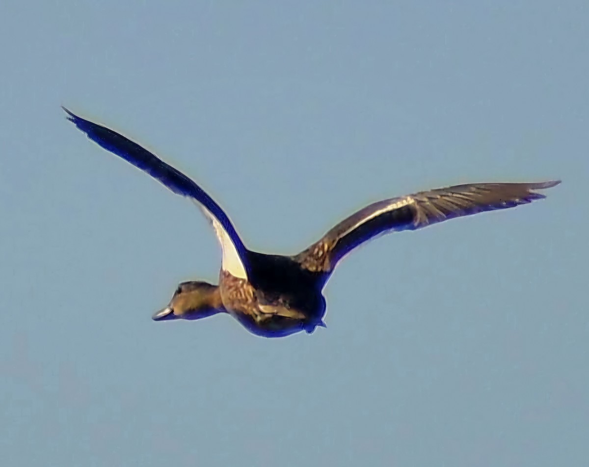 Northern Pintail - ML638550249