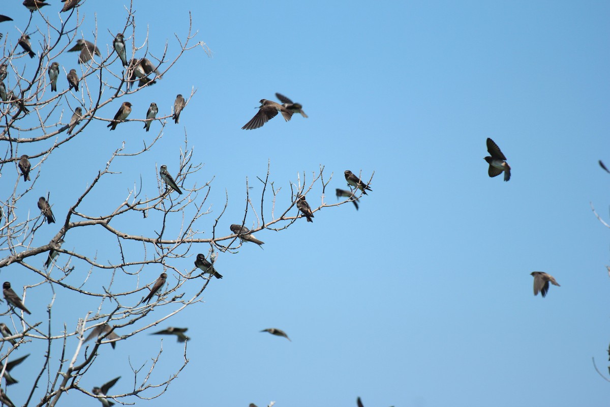 Bank Swallow - ML638550254