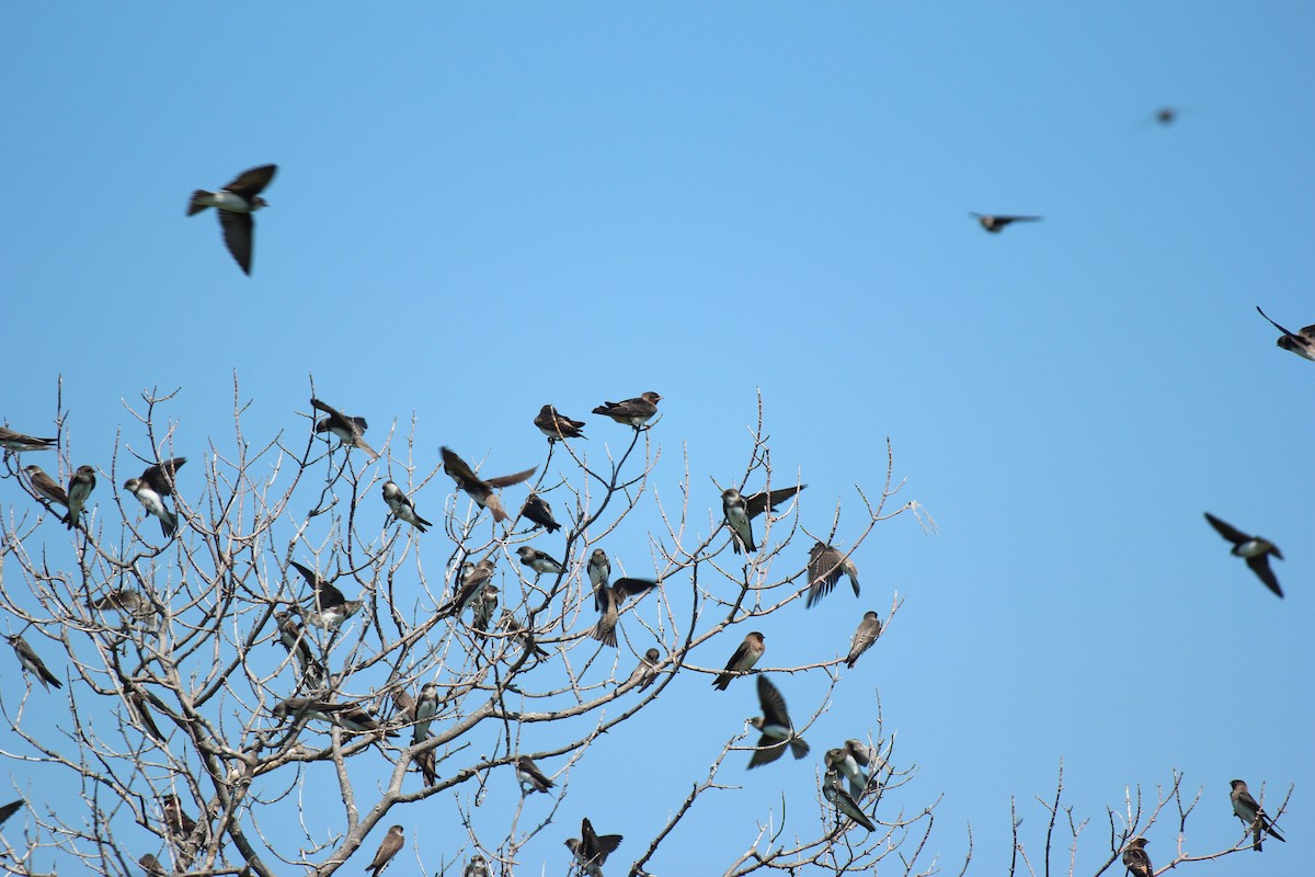 Bank Swallow - ML638550255