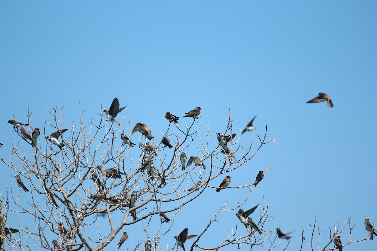 Bank Swallow - ML638550256