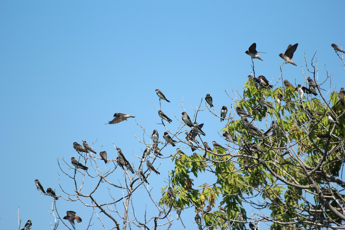 Bank Swallow - ML638550258