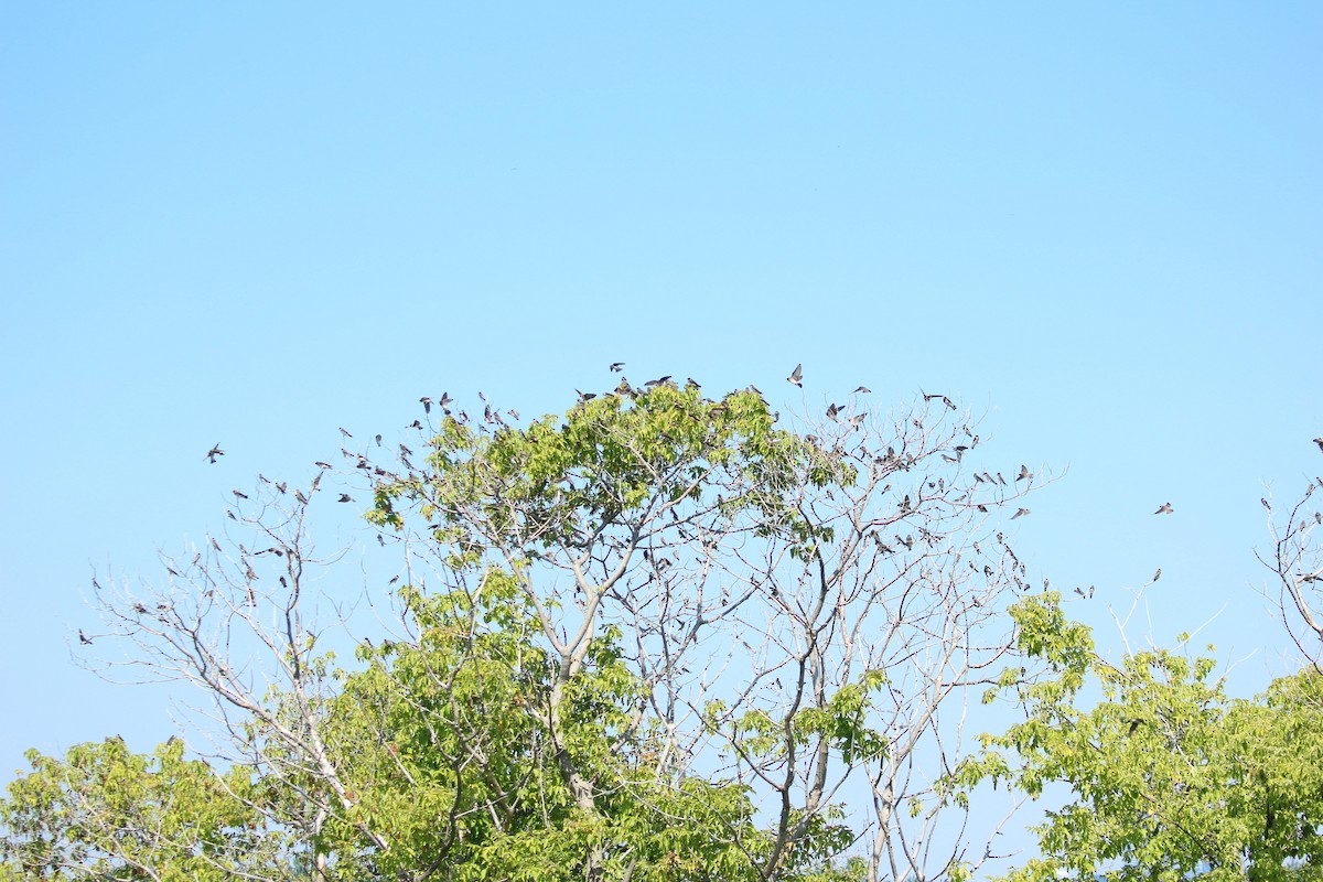 Bank Swallow - ML638550260