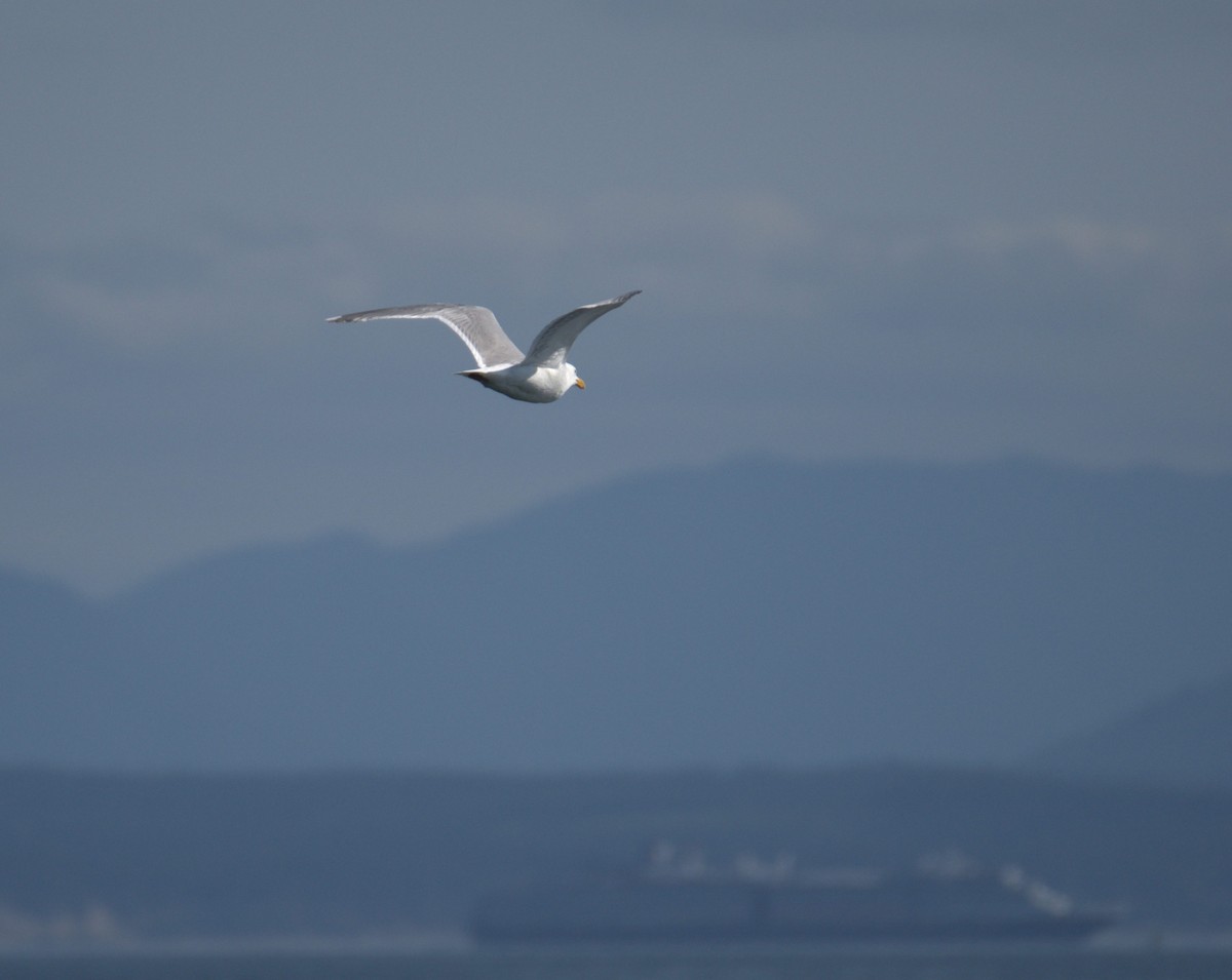 Glaucous-winged Gull - ML638550262