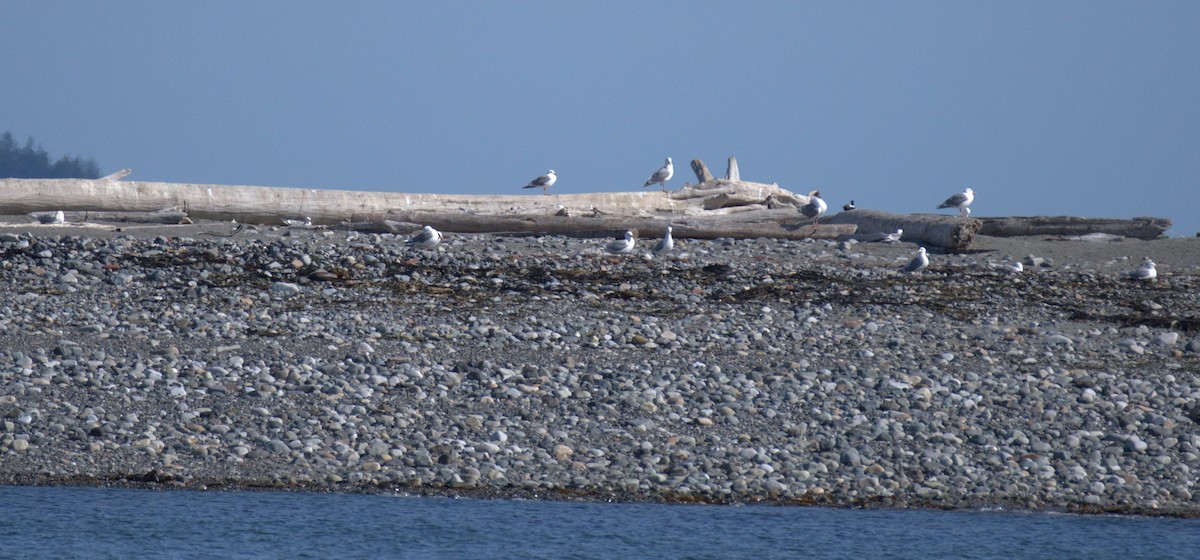 Glaucous-winged Gull - ML638550263