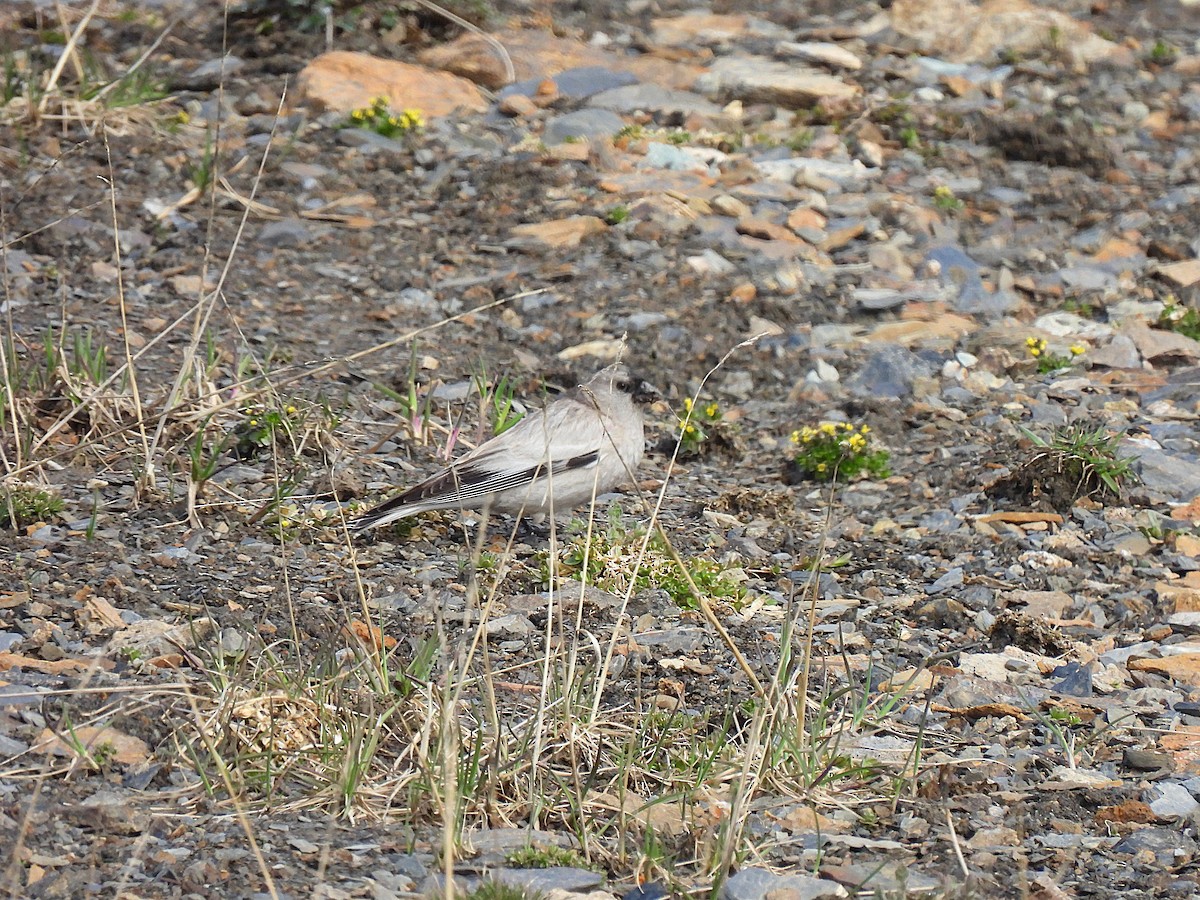 Black-headed Mountain Finch - ML638550264