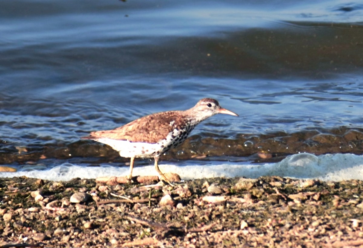 Spotted Sandpiper - ML638550280
